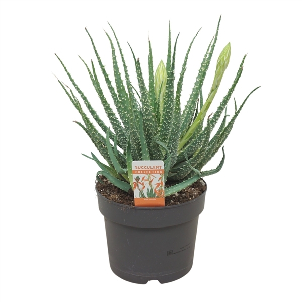 Aloe Humilis + flower (Cites) 17Ø 32cm