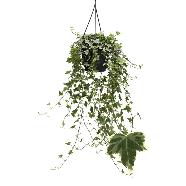 Hedera helix Eva 19Ø 50cm 50cm