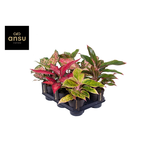 Aglaonema Star Color mix 12Ø 35cm 1pp