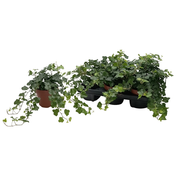 Hedera helix Wonder 13Ø 25cm