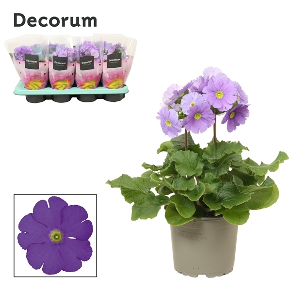 Primula obconica Touch Me F1 Dark Blue 12Ø 30cm