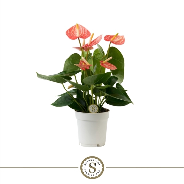 Anthurium Livium Orange 9Ø 30cm 4fl