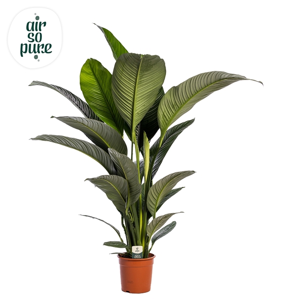 Spathiphyllum Sensation 24Ø 150cm