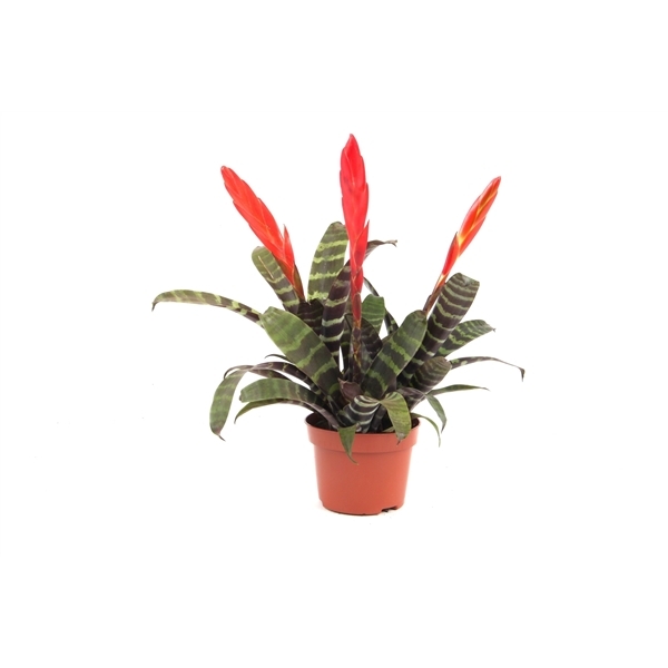 Vriesea Era 12Ø 35cm