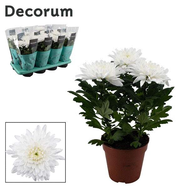 Chrysanthemum indicum Nova Zembla White 13Ø 35cm 3pp