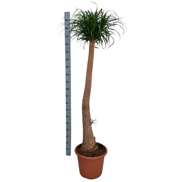 Nolina Recurvata (Beaucarnea) 45Ø 200cm