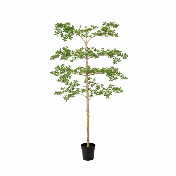 Artificial Plants: Bucida 21Ø 210cm