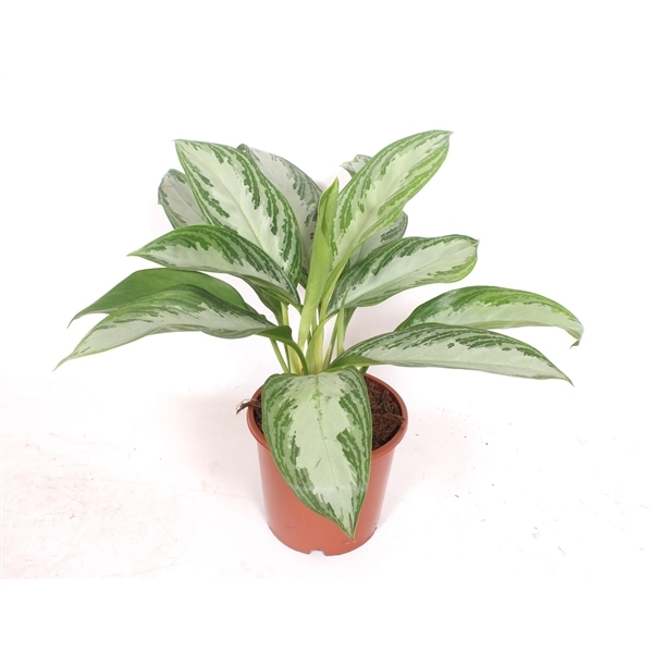 Aglaonema Silver Bay 17Ø 45cm 3pp