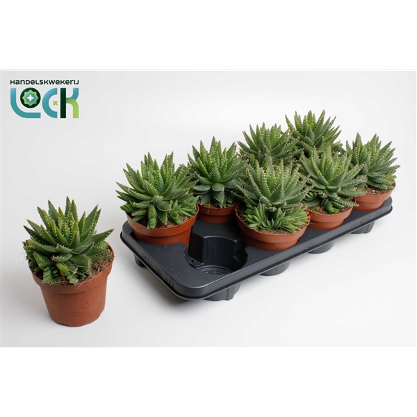 Aloe Brevifolia (Cites) 14Ø 20cm