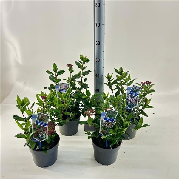 Viburnum Tinus mix trolley 17Ø 35cm
