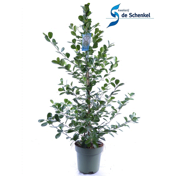 Ficus Microcapra Moclame 27Ø 150cm 4pp