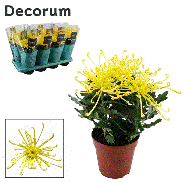 Chrysanthemum Indicum Fireworks Yellow 13Ø 35cm 3pp