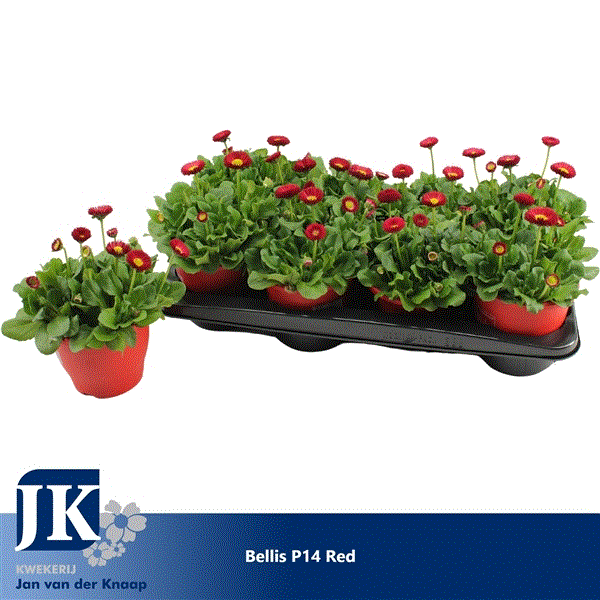 Bellis perennis Rusher Red 14Ø 20cm
