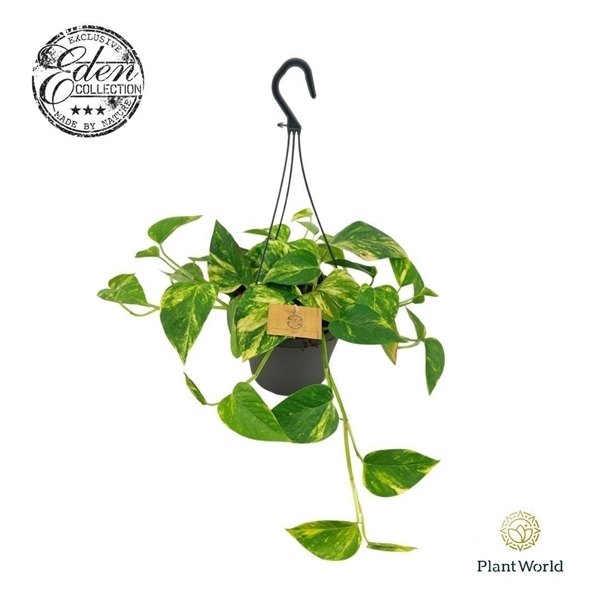 Epipremnum Hawaiian 17Ø