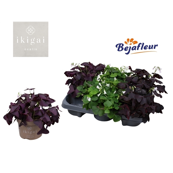 Oxalis mixed 12Ø 20cm