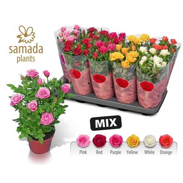 Rosa Samadaplants mix 12Ø 28cm