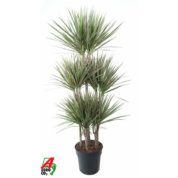 Dracaena Bicolor carrousel 31Ø 140cm 6pp