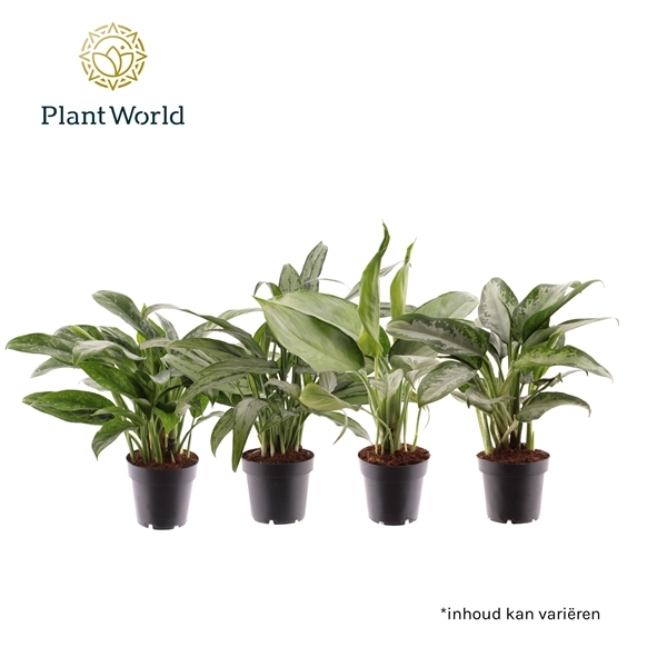 Aglaonema mix 12Ø 35cm 2pp