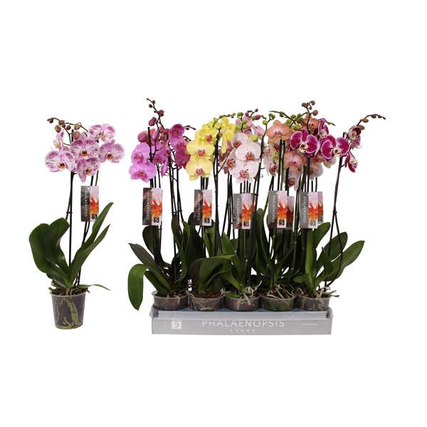Phalaenopsis mix 12Ø 60cm 2st 18fl