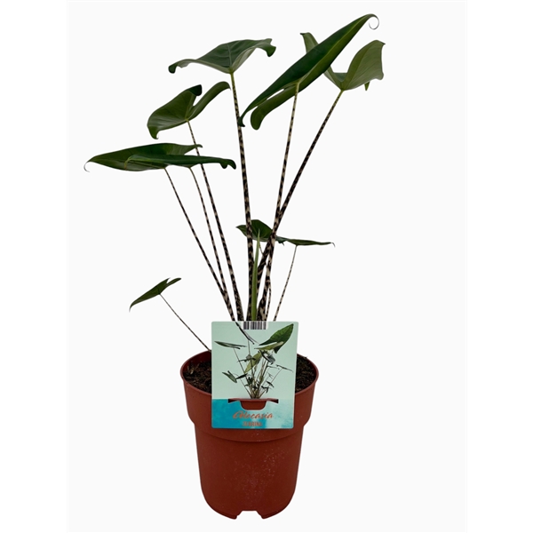 Alocasia Zebrina 19Ø 70cm 2pp