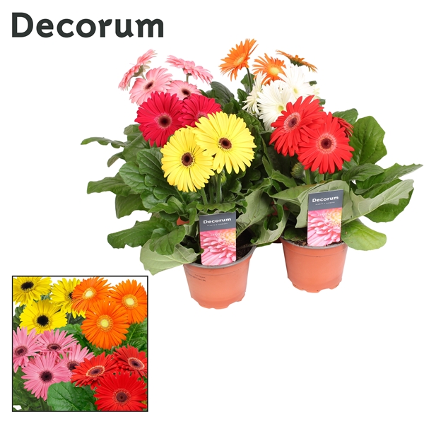 Gerbera mixed sleeve 12Ø 22cm 3fl