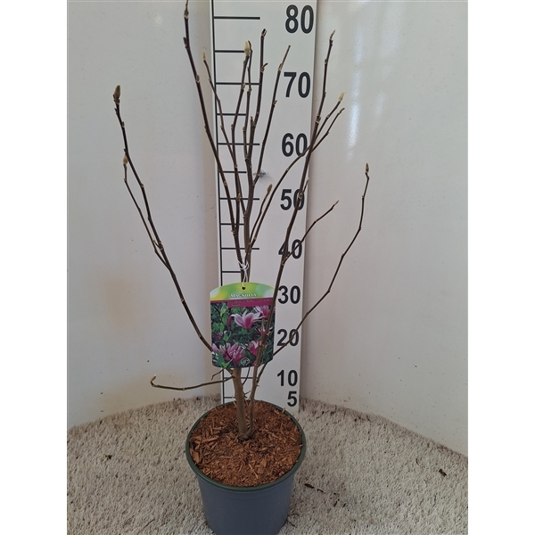 Magnolia Susan 19Ø 75cm