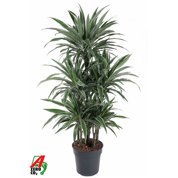 Dracaena fragrance De Warneckei carrousel 31Ø 140cm 6pp