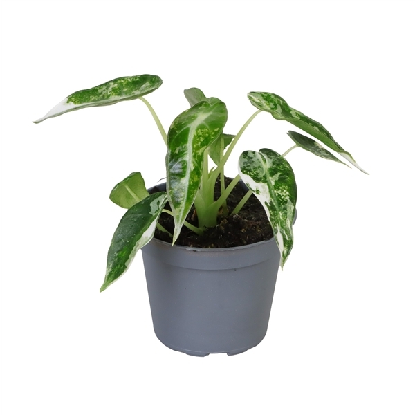 Alocasia Bambino Green Variegata 6Ø 10cm 1pp