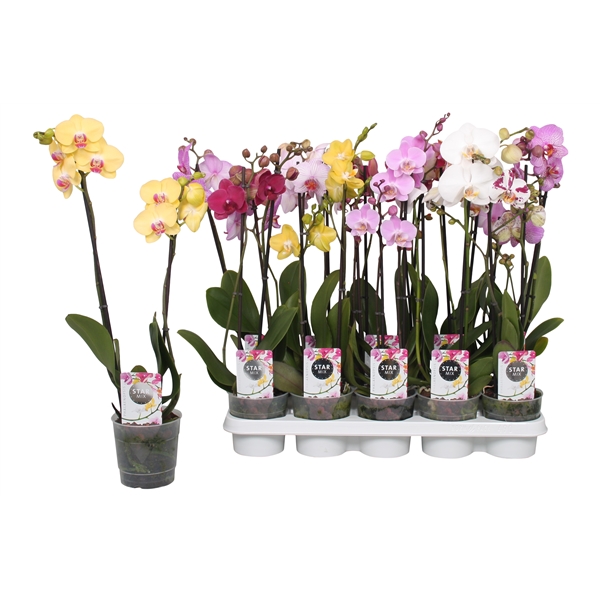 Phalaenopsis mix 12Ø 50cm 2st 12fl