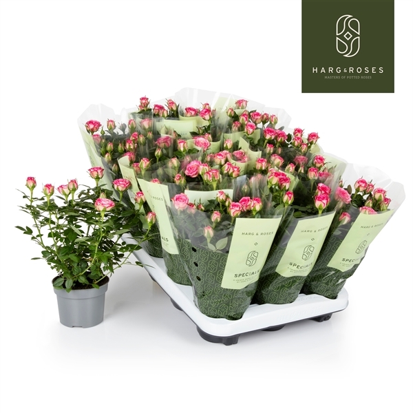 Rosa Carousel Kordana 10,5Ø 27cm