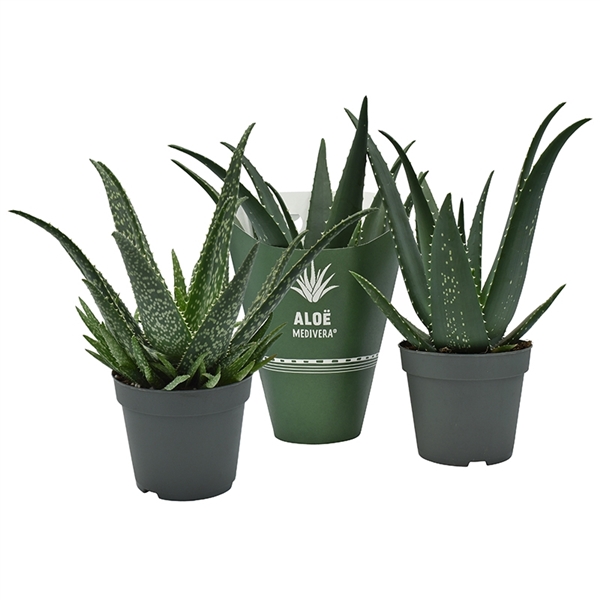 Aloe Mix 14Ø 30cm