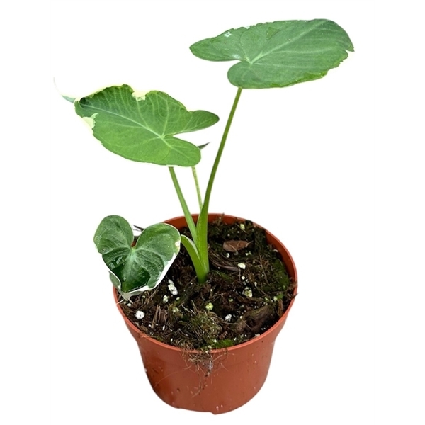 Alocasia Mickey Mouse 10,5Ø 20cm 1pp