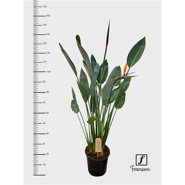 Strelitzia Reginae 27Ø 130cm 3pp 3fl
