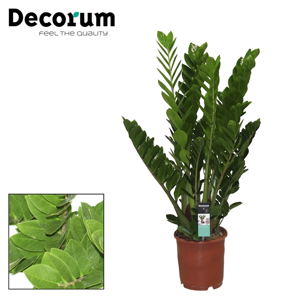 Zamioculcas zamifolia 24Ø 95cm 8st