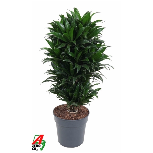 Dracaena Compacta branched 24Ø 80cm 1pp