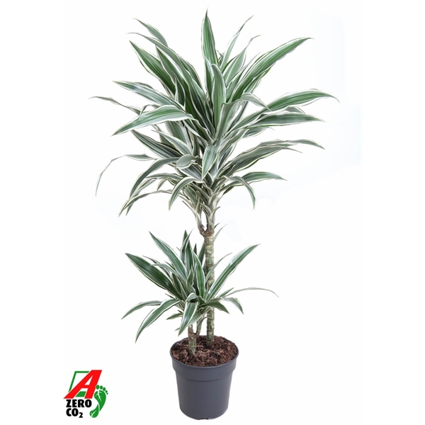 Dracaena frag. White Stripe 45-15 19Ø 90cm 2pp