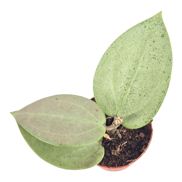 Hoya Parasitica Heart Leaf Silver 7Ø
