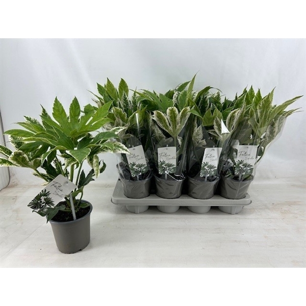 Fatsia Japonica SpiderWeb 14Ø 45cm