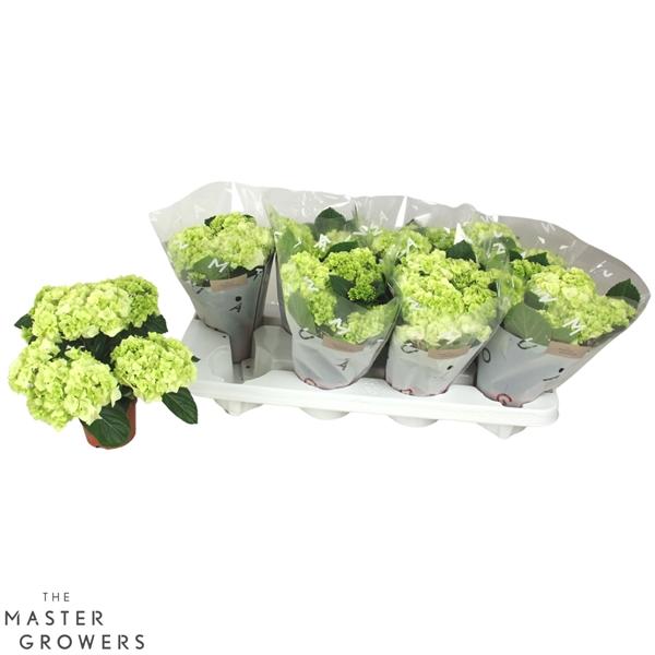 Hydrangea mac Hi White Sun 10Ø 22cm 3fl