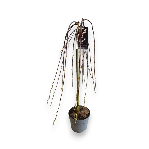 Salix caprea Kilmarnock 60cm stem 19Ø 90cm