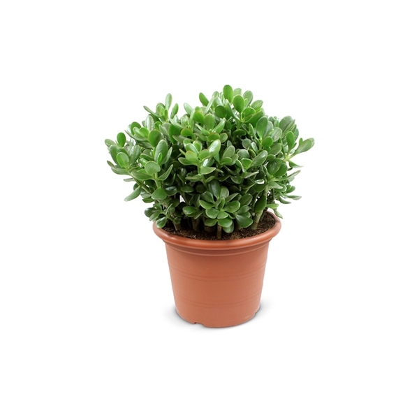 Crassula Ovata 30Ø 45cm