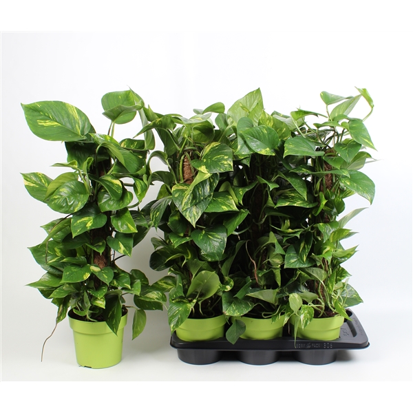 Epipremnum pinnatum mosstok 17Ø 70cm