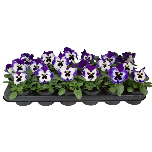Viola Wittrockiana delta F1 violet with face 9Ø 12cm