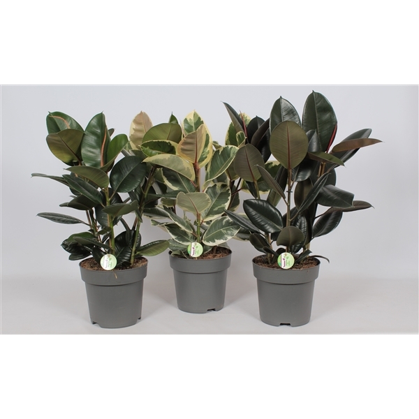 Ficus Elastica mixed 27Ø 95cm 3pp