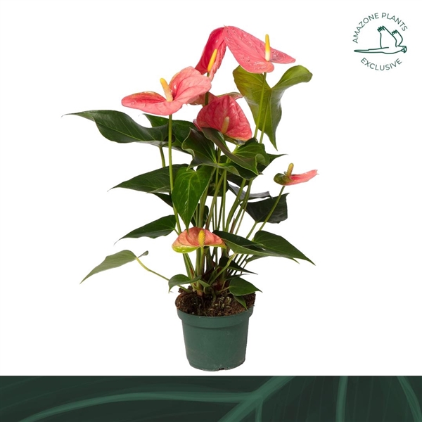 Anthurium Andreanum Colorado 14Ø 50cm 5fl
