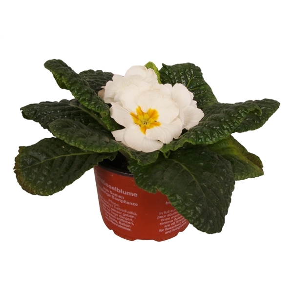 Primula Acaulis Cairo White 9Ø 12cm