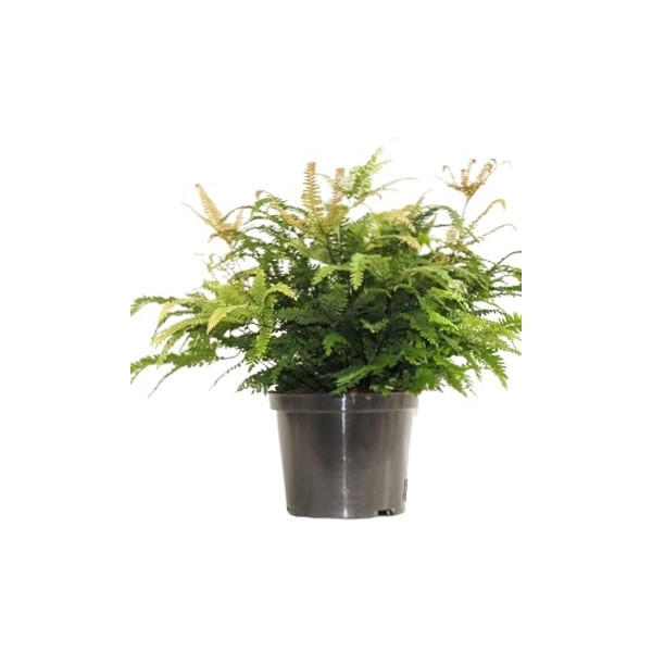 Adiantum Bronze Venus 24Ø 45cm