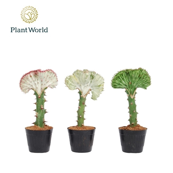 Euphorbia Cristata mix (Cites) 10,5Ø 30cm