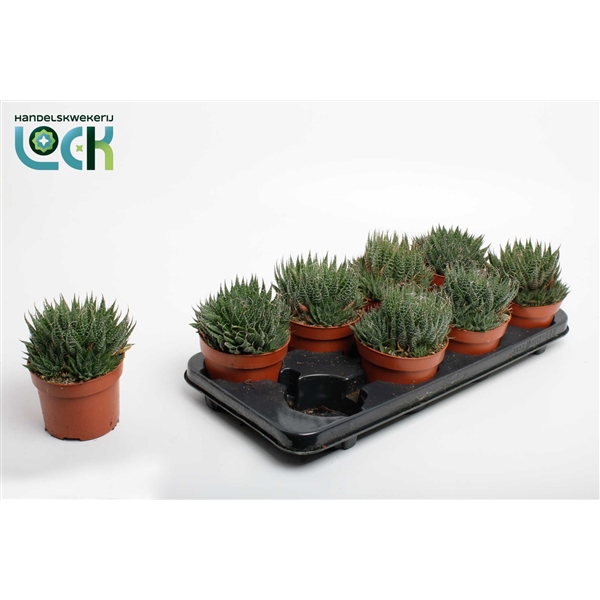 Aloe Aristata (Cites) 12Ø 20cm