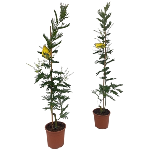 Acacia Mimosa Daelbata 17Ø 110cm